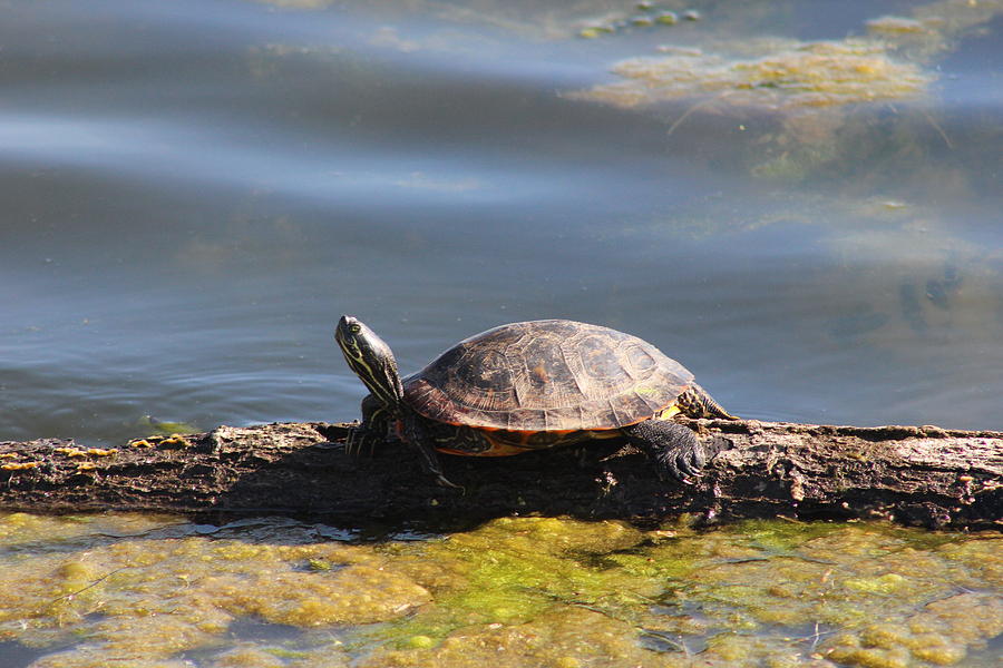 Turtle on a Log Photograph by Jeffrey Ikemeier - Fine Art America