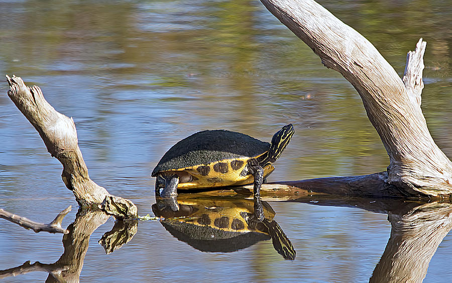 Turtle On A Log Photograph by Kenneth Albin