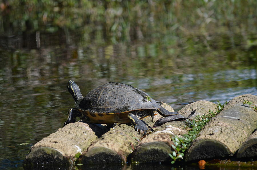 Turtle on a Raft Photograph by Linda Kerkau