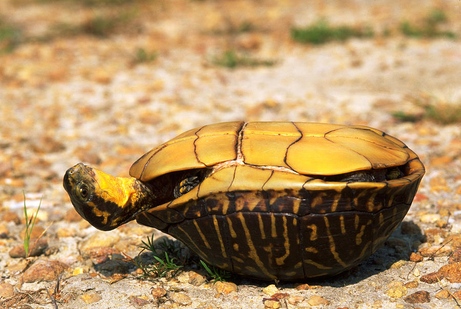 Turtle On Its Back Photograph By Karl H Switak Pixels | My XXX Hot Girl