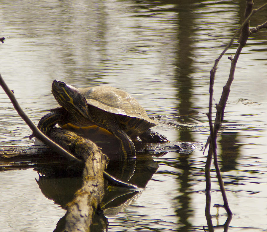 Turtle on Log Photograph by Nathan Ealy - Fine Art America