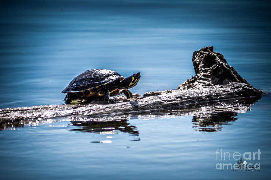 Turtle on Log Photograph by Ronald Grogan