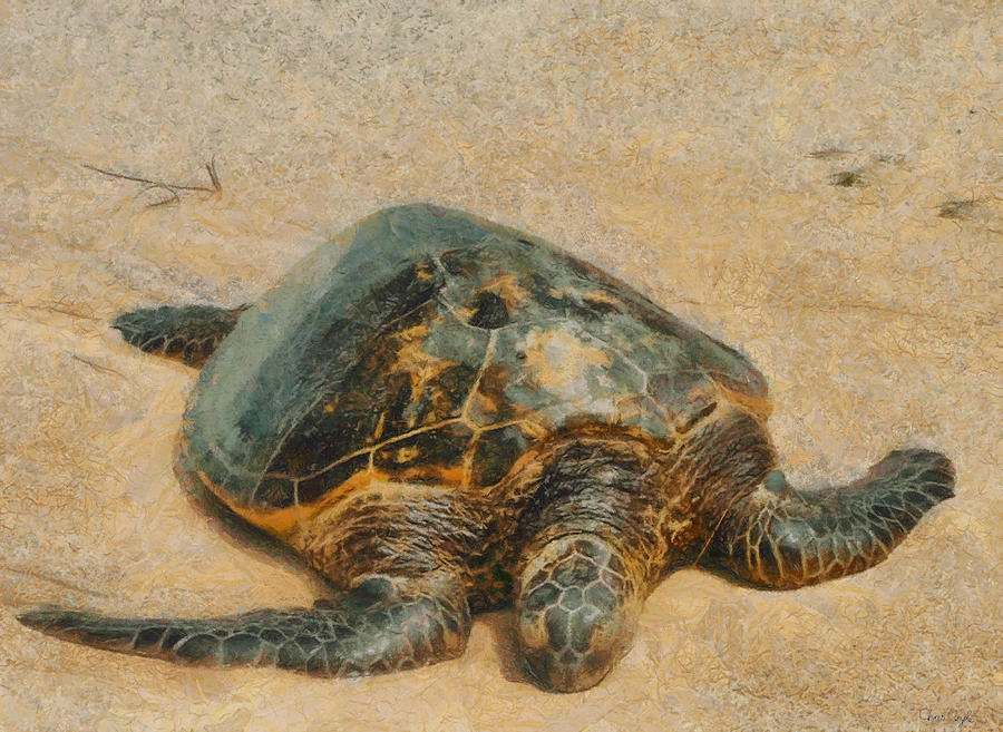 Turtle Digital Art - Turtle on the Beach by Chris Coyle