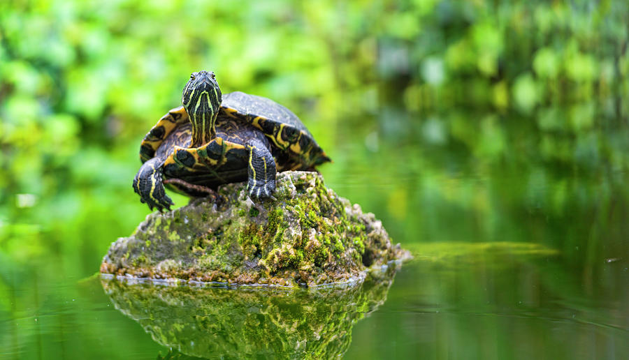 Turtle On The Top Photograph By Picture By Tambako The Jaguar - Fine 