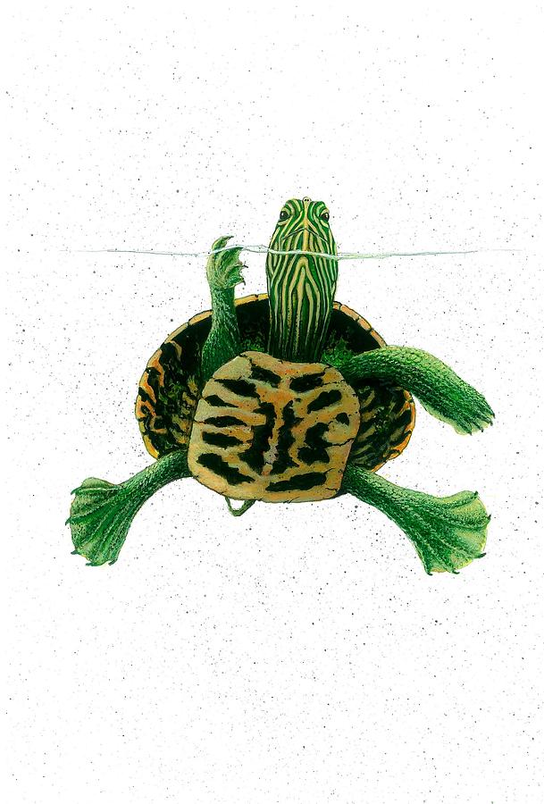 Turtle Painting - Turtle On Waterline by Steven Schultz