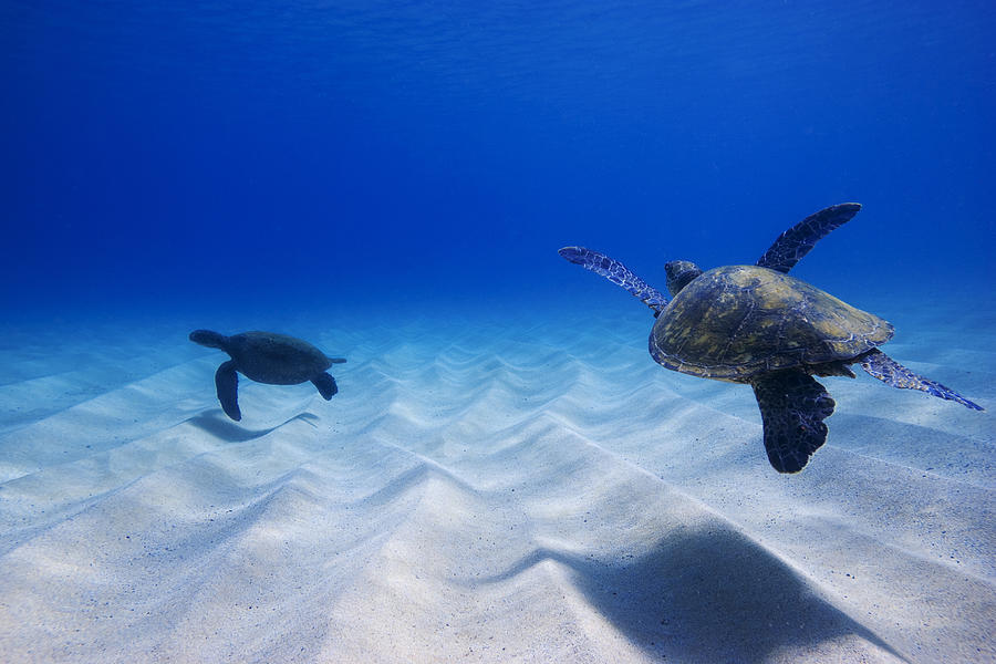Turtle Pair Photograph by Sean Davey