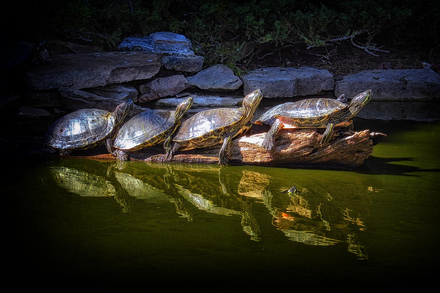 Turtle Parade at Alligator Adventure Photograph by Bill Swartwout