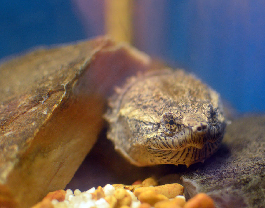 Turtle Portrait Photograph by Maggy Marsh