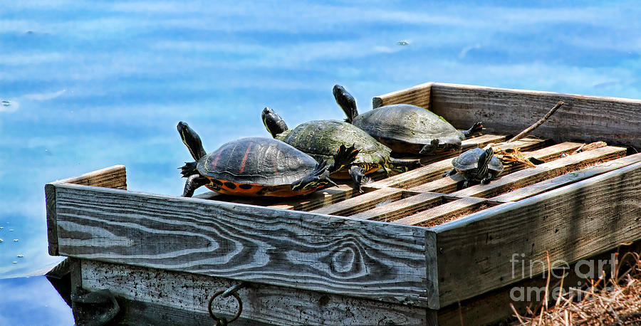 Turtle Power of Four by Diana Sainz Photograph by Diana Raquel Sainz