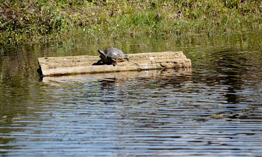 Wildlife Photograph - Turtle Raft by Linda Kerkau