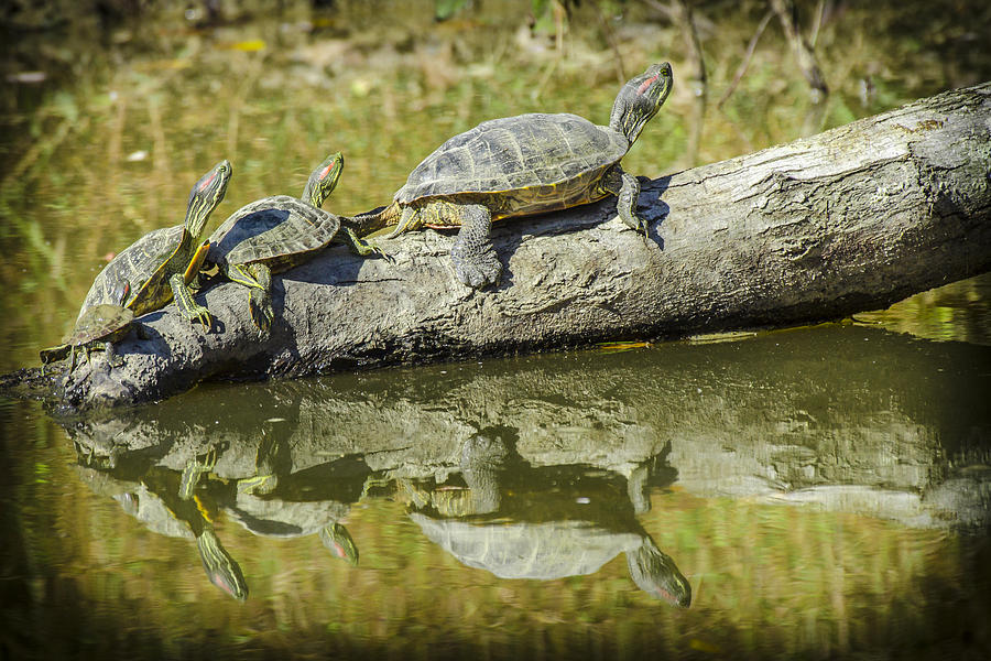 Turtle Reflections Photograph by Bradley Clay