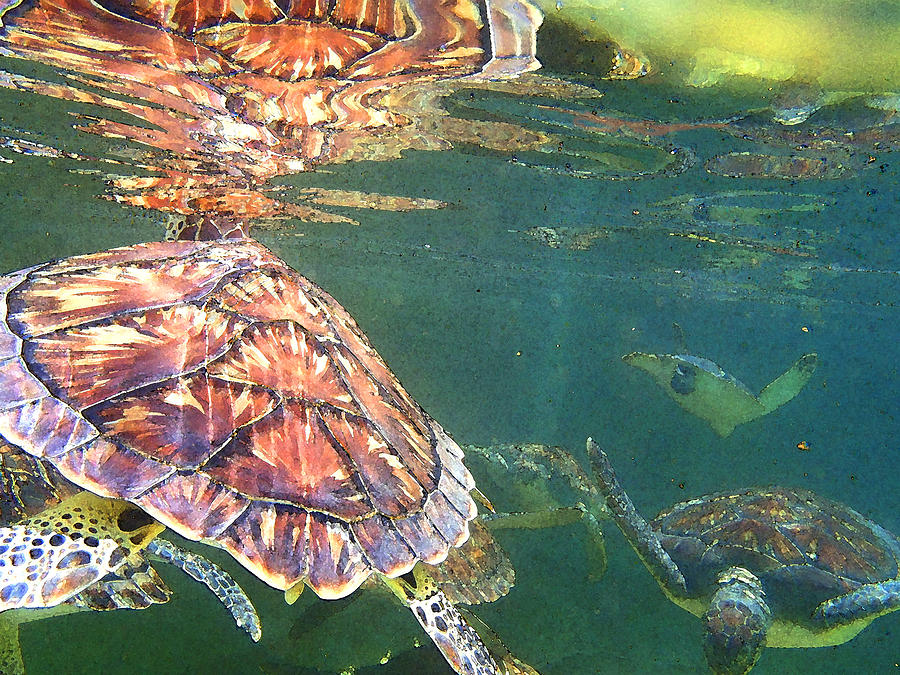 Turtle Reflections Photograph
