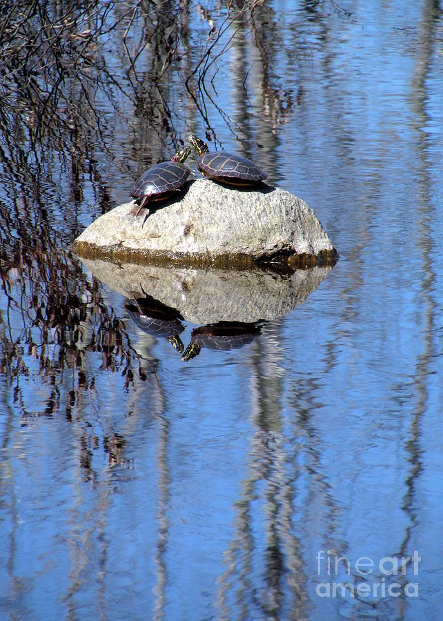 Turtle Reflections Photograph by Lili Feinstein