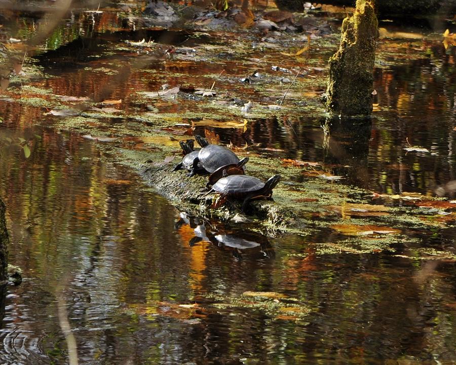 Water Turtles Photograph - Turtle Reflections by William Fox