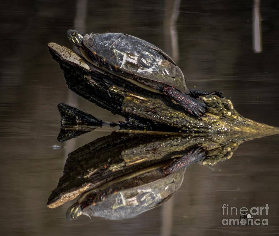 Turtle Photograph by Ronald Grogan