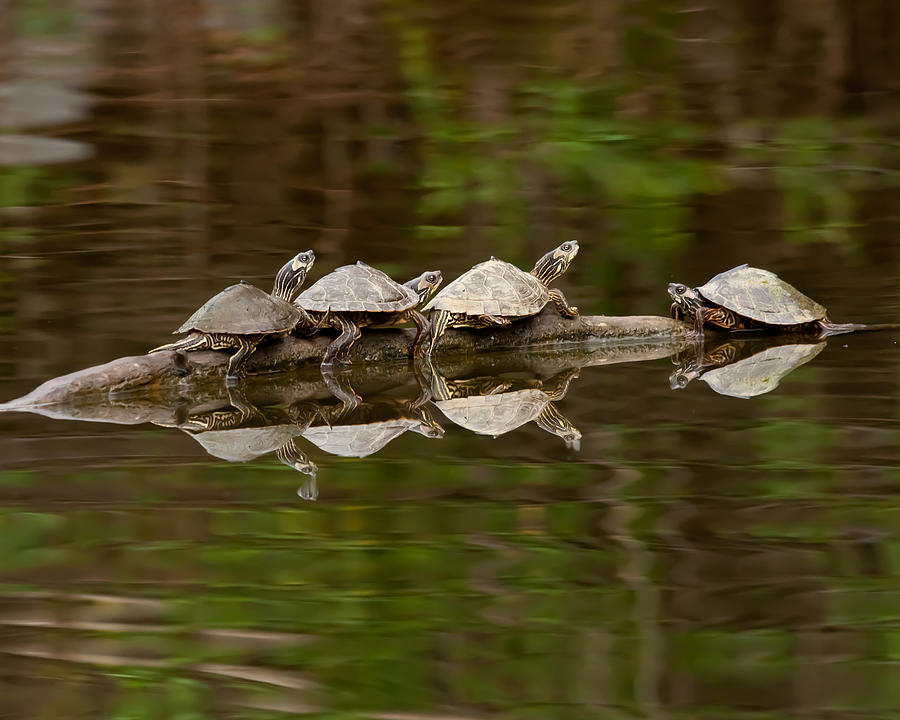 Turtle School Photograph