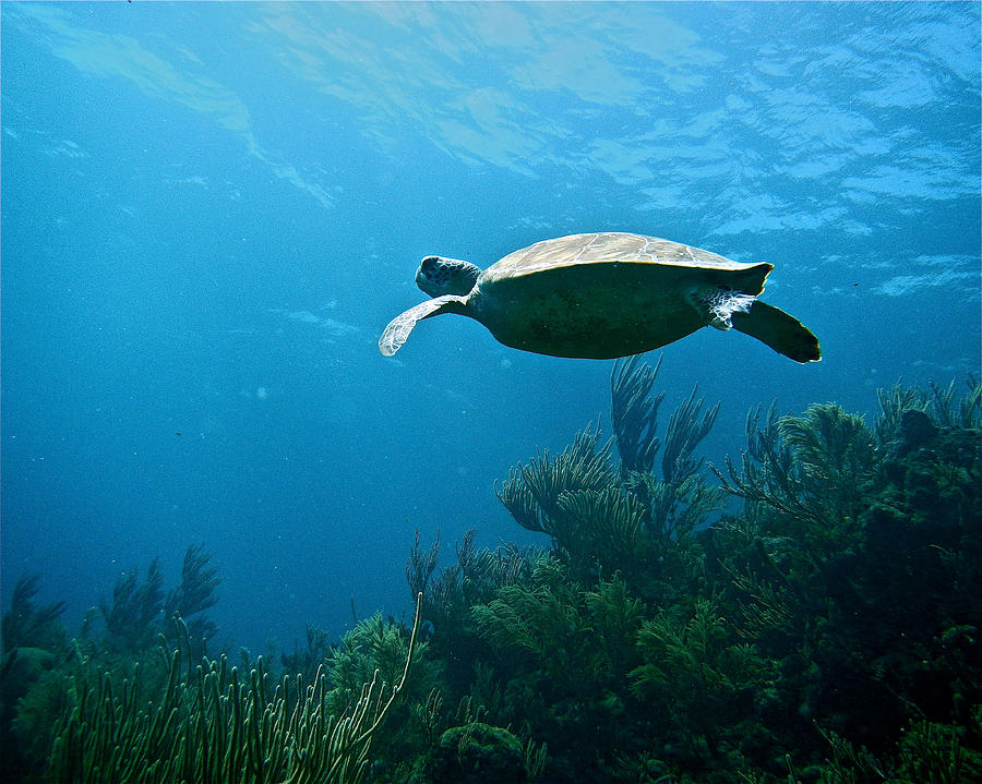 Turtle Photograph