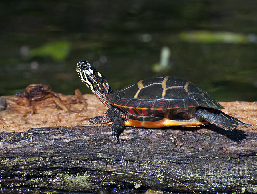 Turtle Sun Bathing Photograph by Glenn Gordon