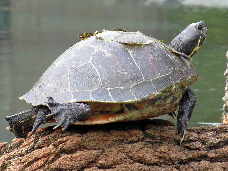 Turtle Sunbathing on a Rock Photograph by Jessica Foster - Fine Art America