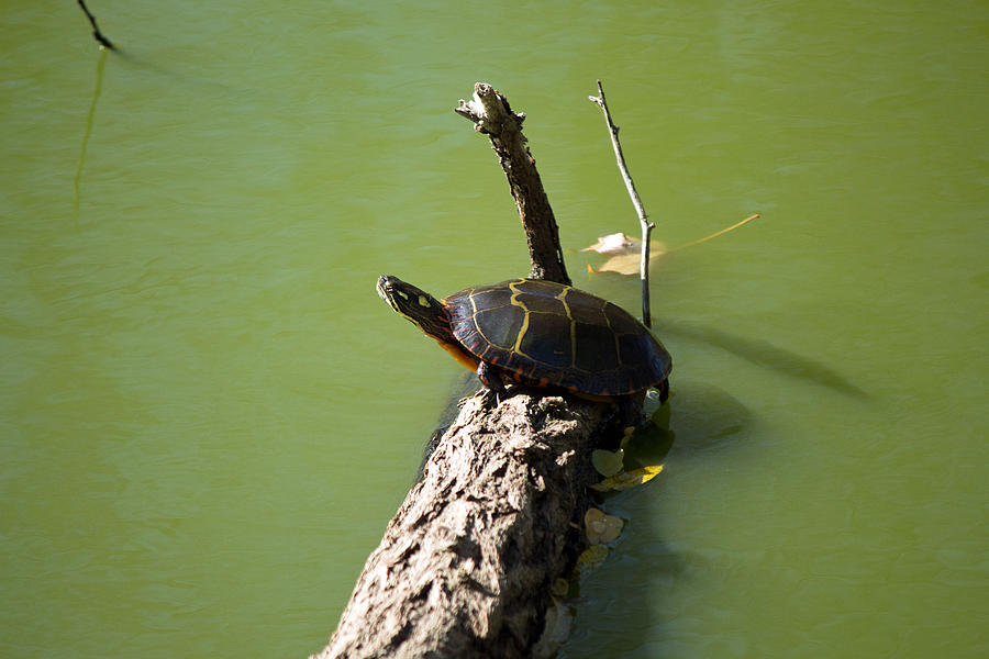 Turtle Photograph by Susan Jensen