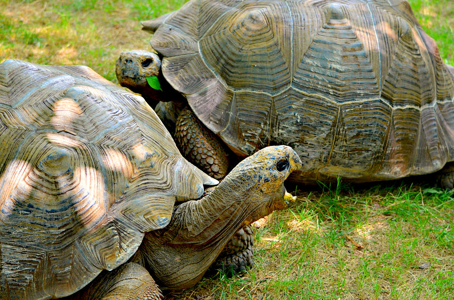 Animal Photograph - Tortoise Talk by Ally  White