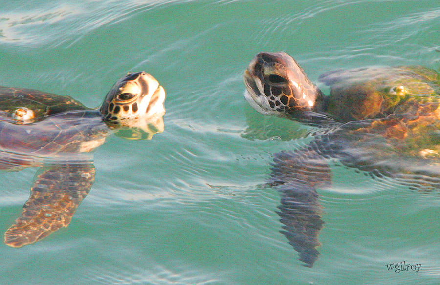 Wildlife Photograph - Sea Turtles Talking by W Gilroy