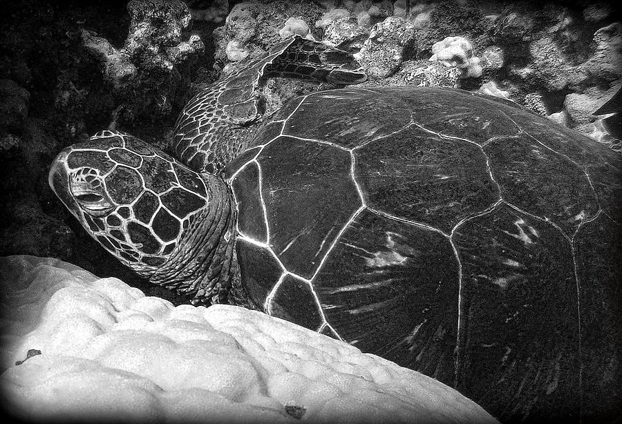 Turtle time 2 Photograph by Craig Incardone - Fine Art America