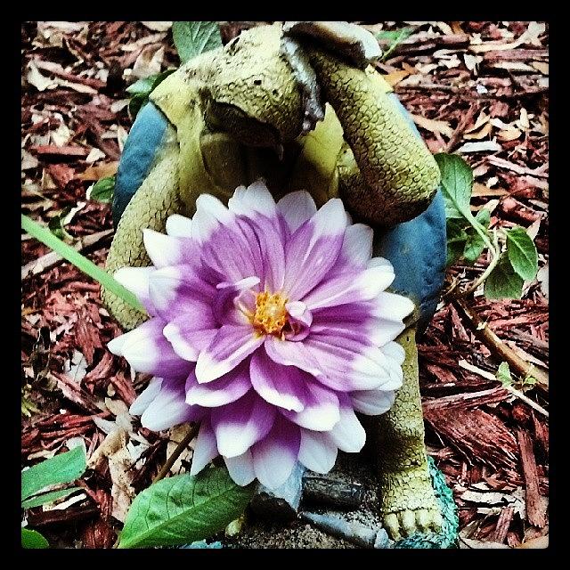 Turtle Photograph - #turtle Time With #flower_power by Tyson Kinnison
