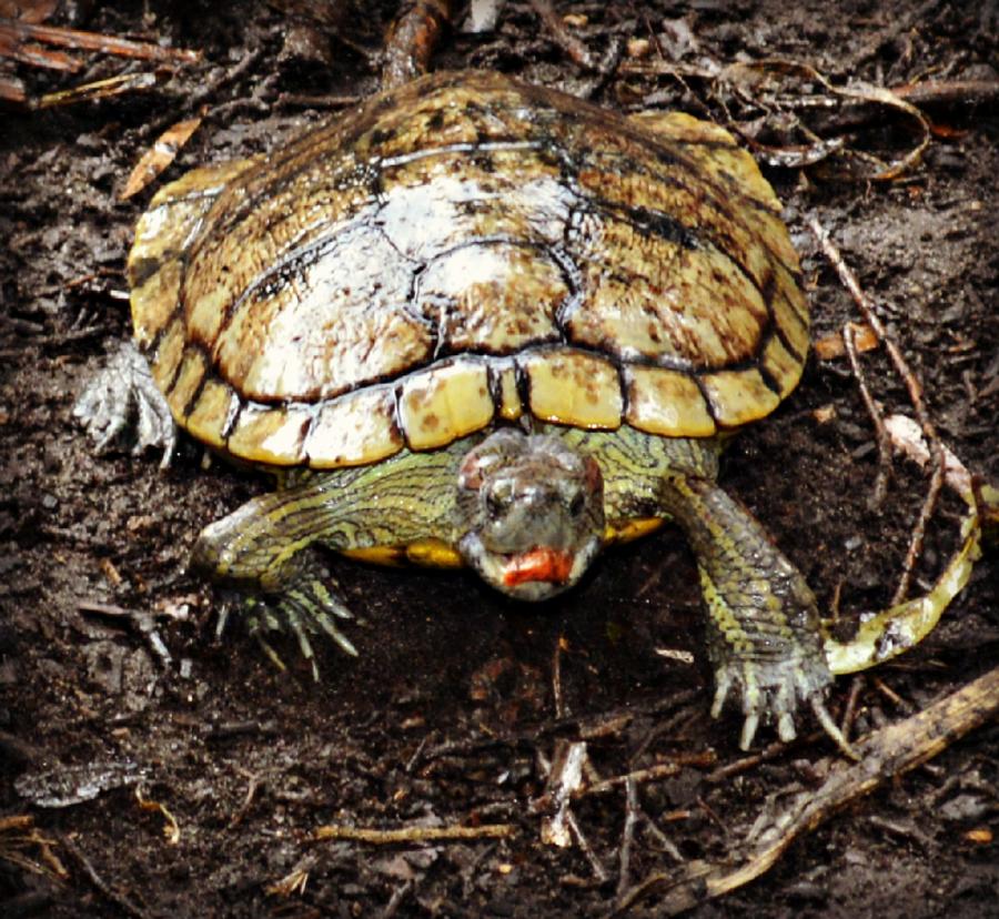 Turtle Tongue Photograph By Jessica Grandall Fine Art America 