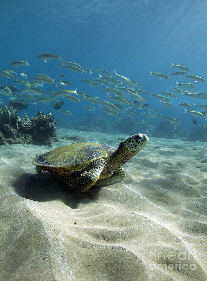 Turtle Town Maui Photograph by David Olsen