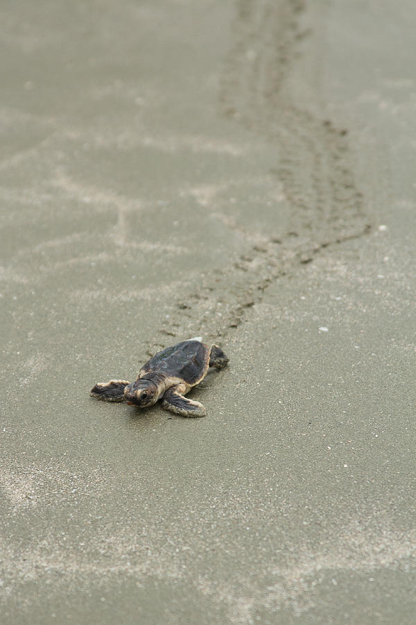 Turtle Photograph - Turtle Tracks by Patricia Schaefer