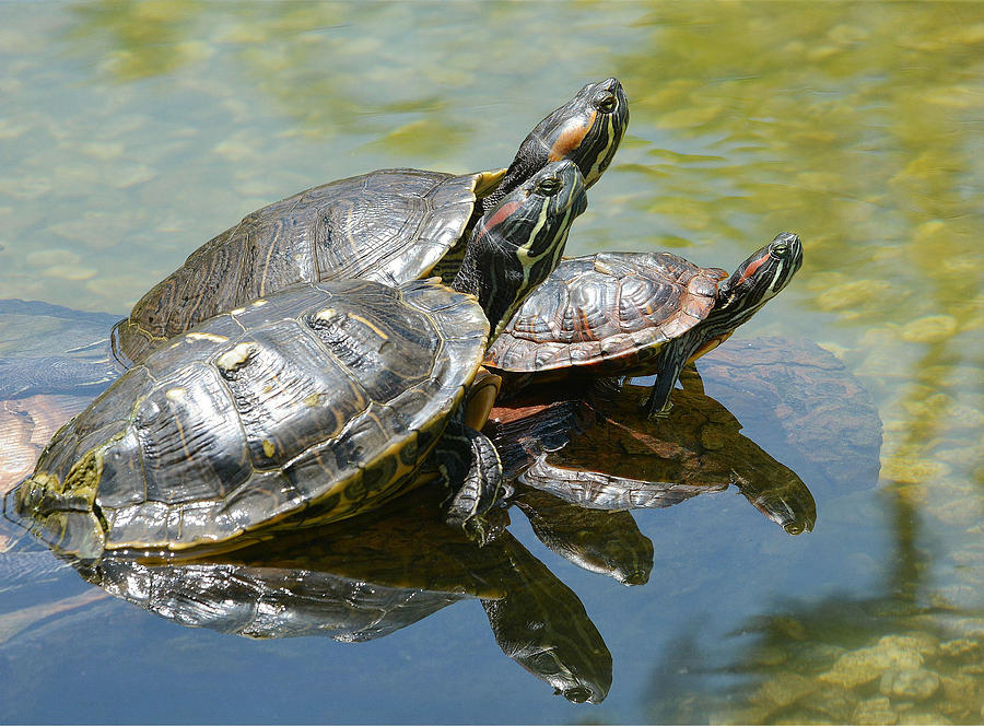 Turtle Trio Photograph By Fraida Gutovich - Fine Art America