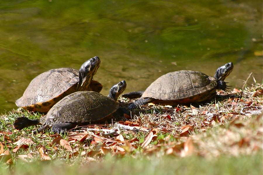 Turtle Trio Photograph by Jeanne Juhos