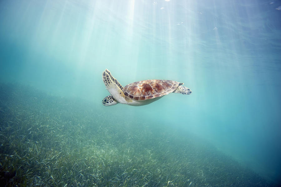 Turtle Underwater 10 Photograph by M Swiet Productions