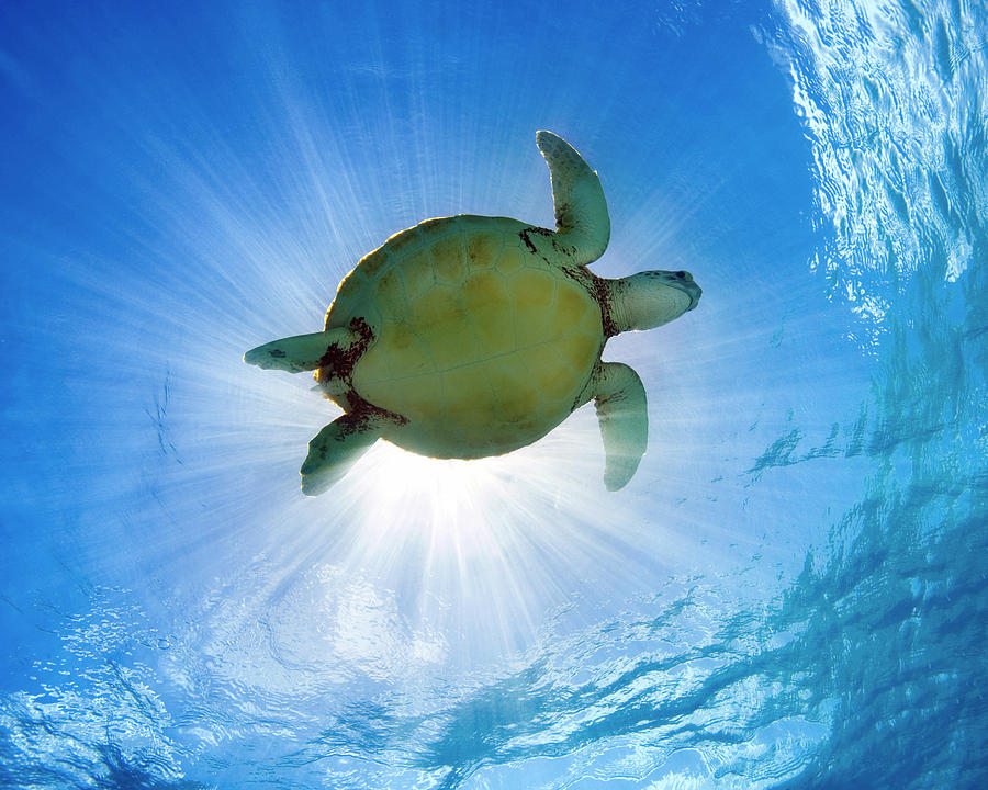 Turtle Underwater 13 Photograph by M Swiet Productions