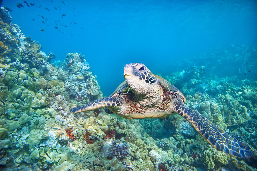Turtle Underwater 14 Photograph by M Swiet Productions