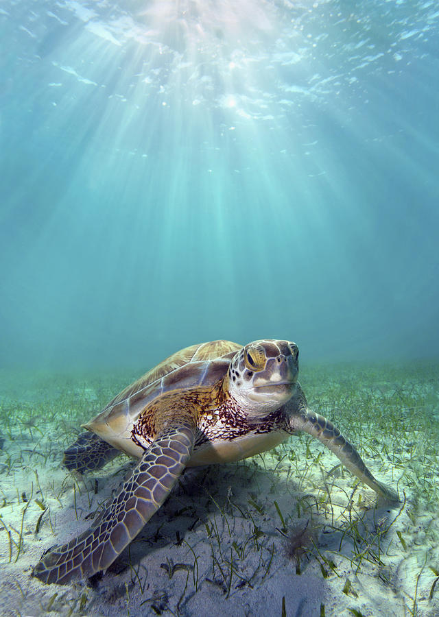 Turtle Underwater 16 Photograph by M Swiet Productions