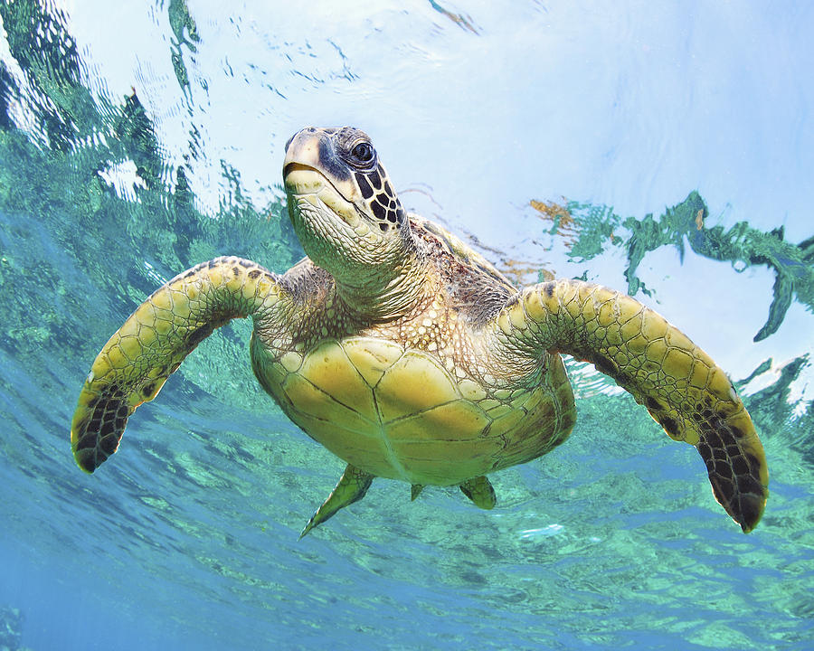 Turtle Underwater 20 Photograph by M Swiet Productions - Fine Art America