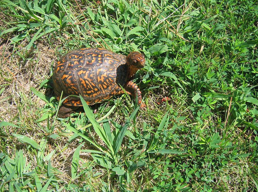 Turtle Photograph - Turtle Visit by Marlene Robbins