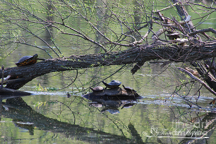 Turtles 20120419_173a Photograph by Tina Hopkins