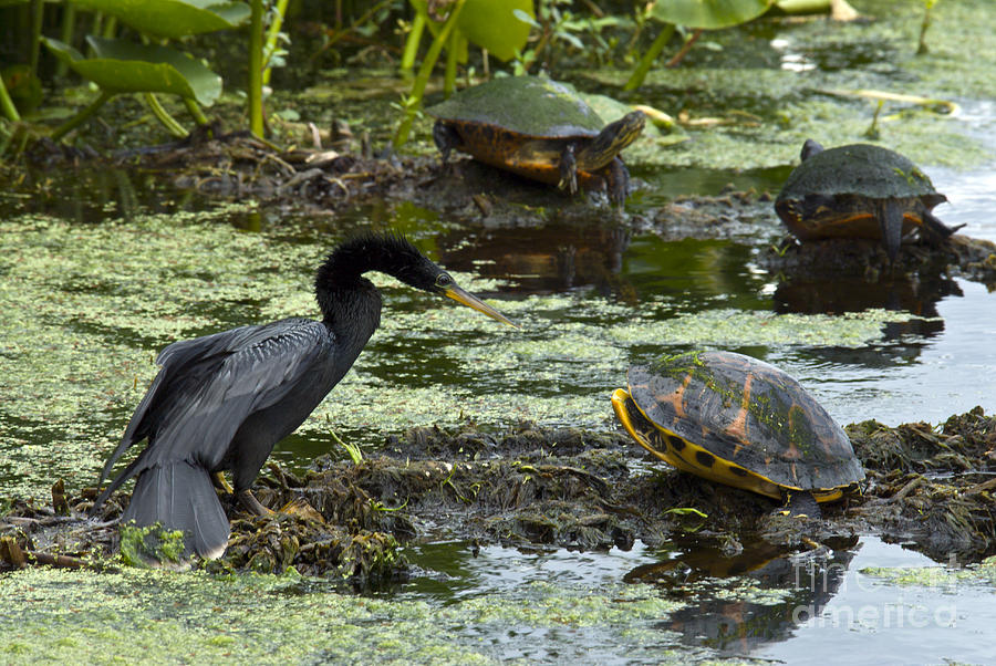 Nature Photograph - Turtles And Anhinga by Mark Newman