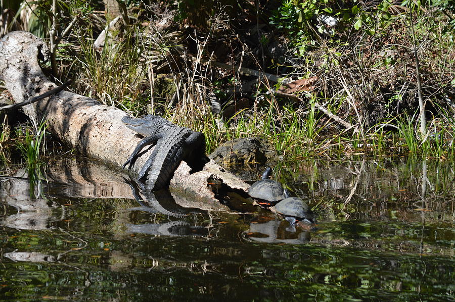 Turtles and Gator Photograph by Linda Kerkau