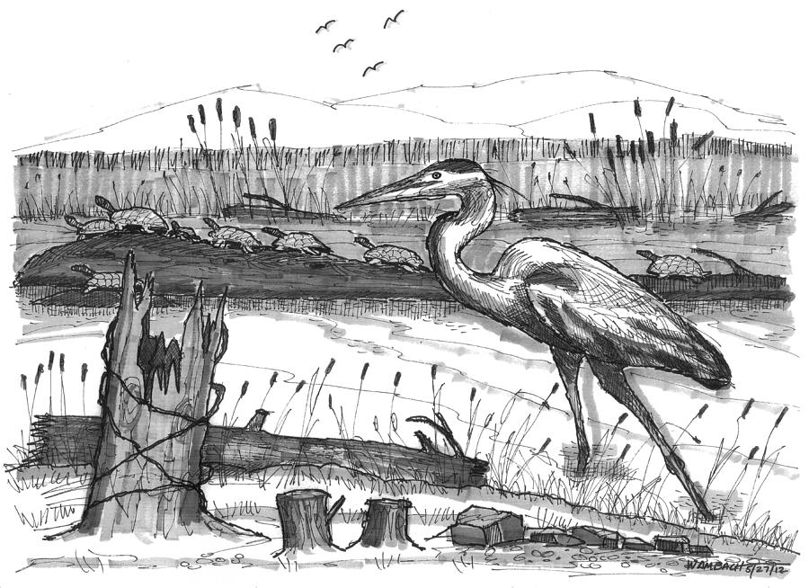 Turtles and Heron Drawing by Richard Wambach