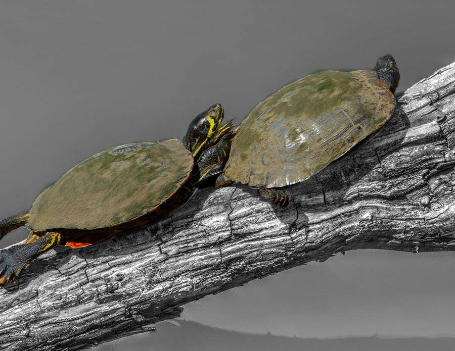 Turtle Photograph - Turtles at Swan Park by John Straton