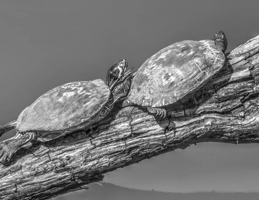 Turtle Photograph - Turtles at Swan Park v2 by John Straton