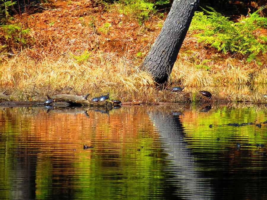 Turtles at the Edge Photograph by MTBobbins Photography