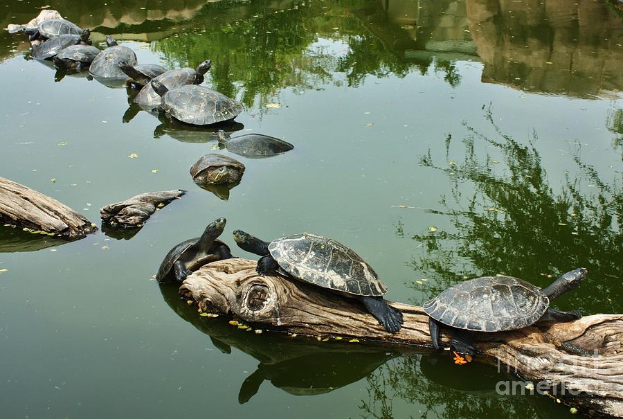 Turtles by the Dozen Photograph by Craig Wood