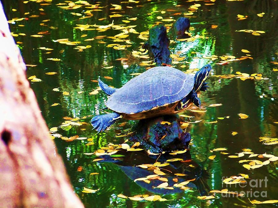 Turtles Can Fly Photograph