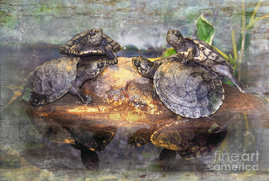 Turtles Chatting Photograph by Savannah Gibbs