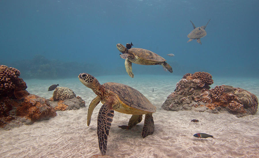 Turtles Photograph by Chris Stankis